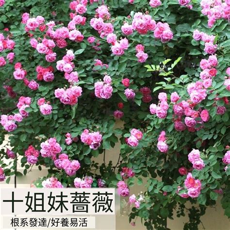 爬藤薔薇